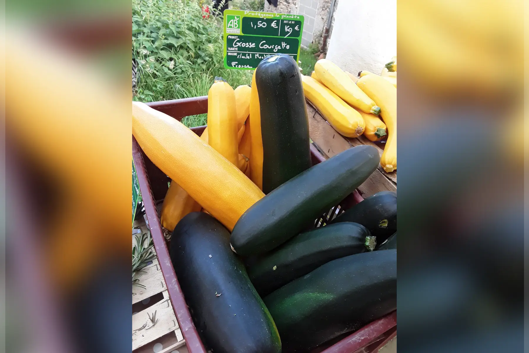 courgette grosse