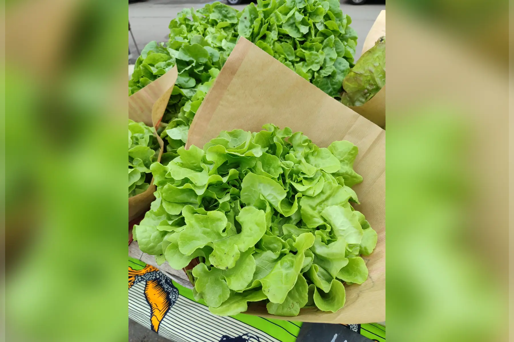 laitue feuille de chêne verte