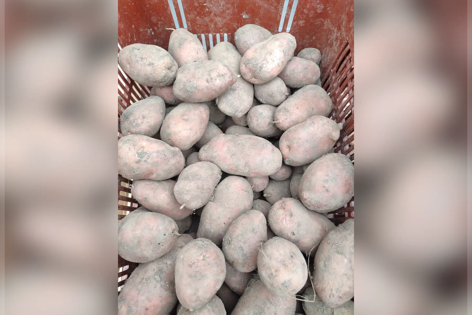 Pomme de terre rouge