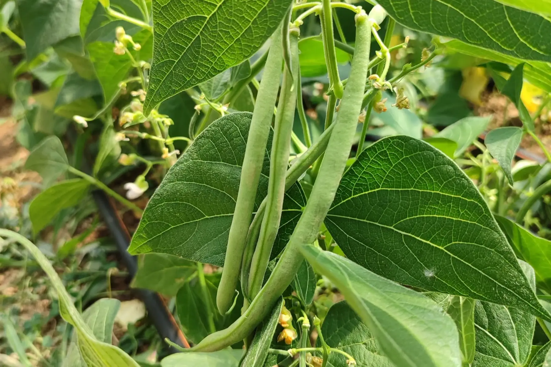 haricot vert
