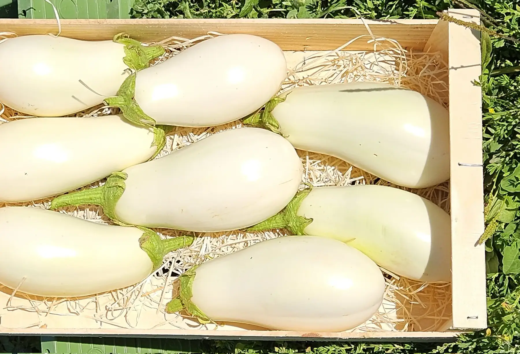 aubergine blanche