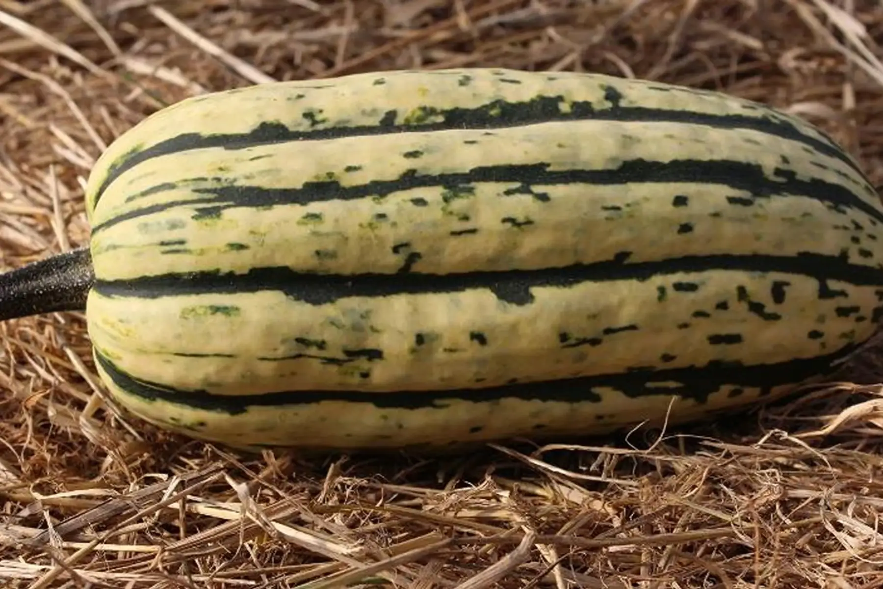 Delicata