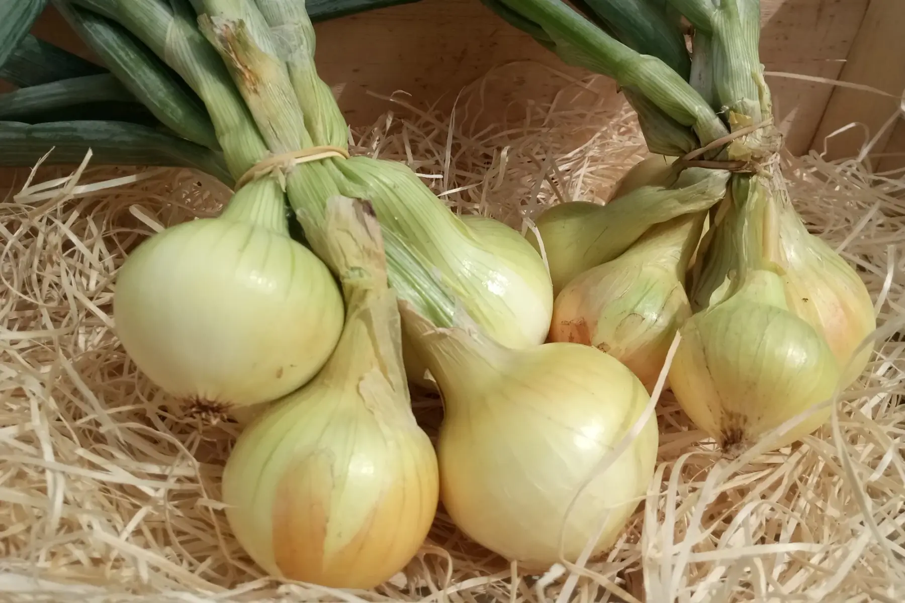 oignon jaune
