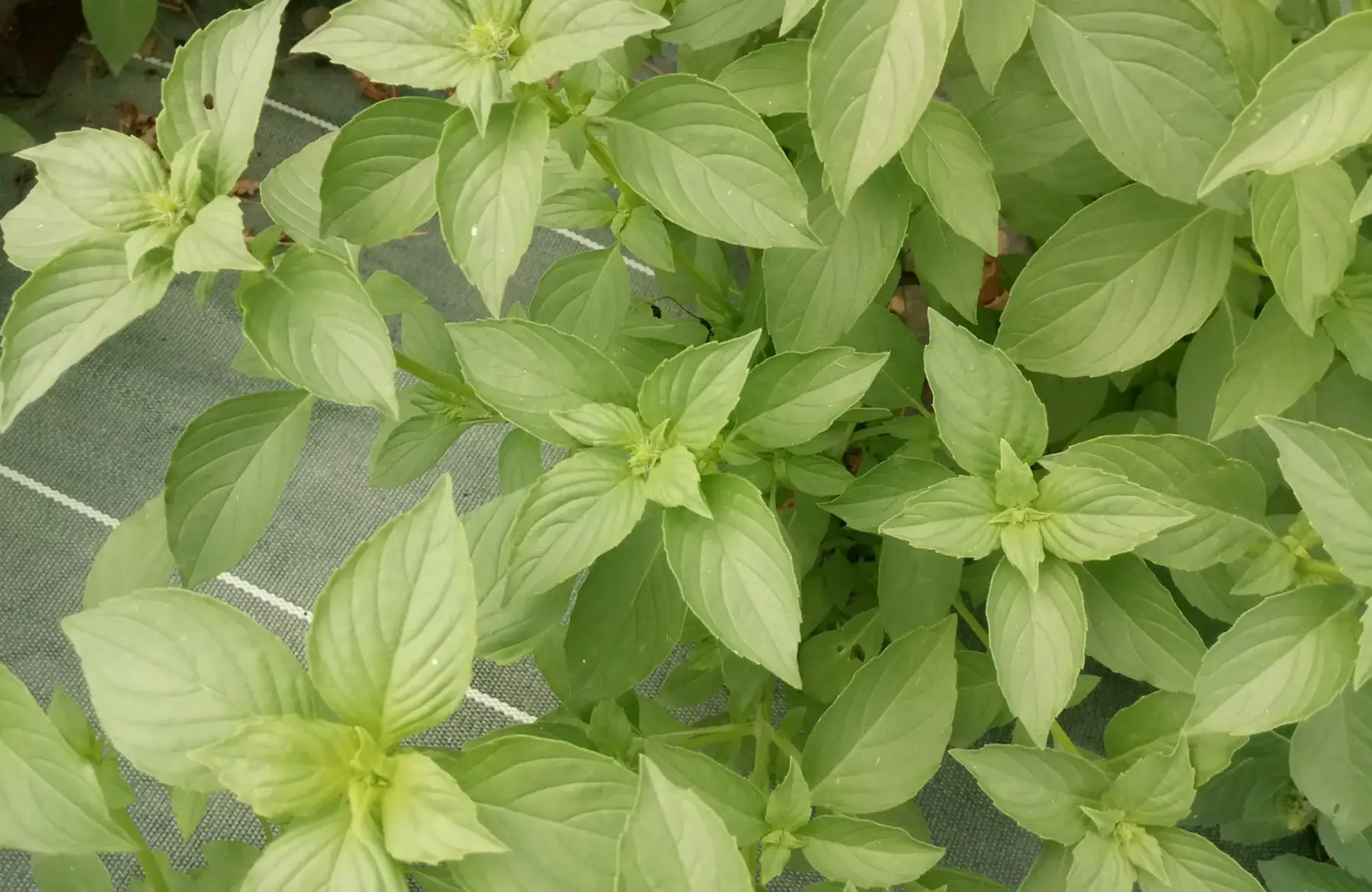 basilic citron