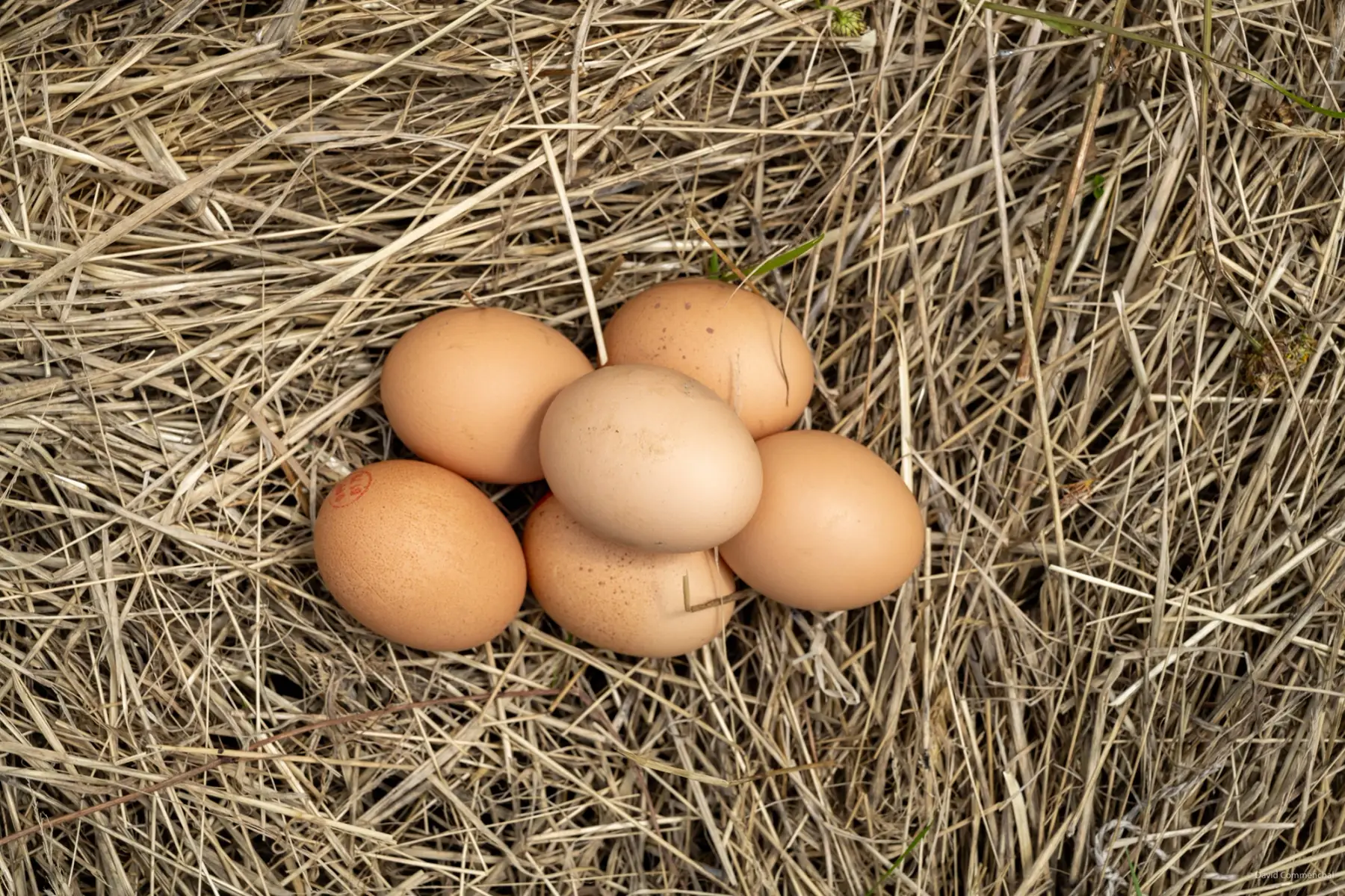 oeuf petit