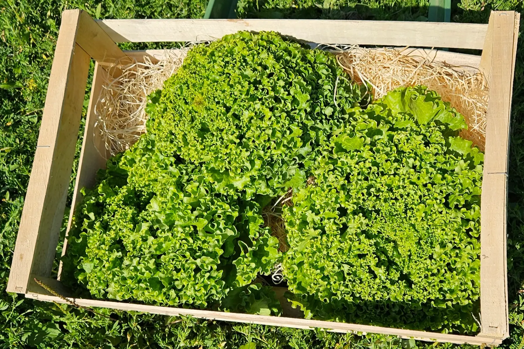 Salade effeuillée