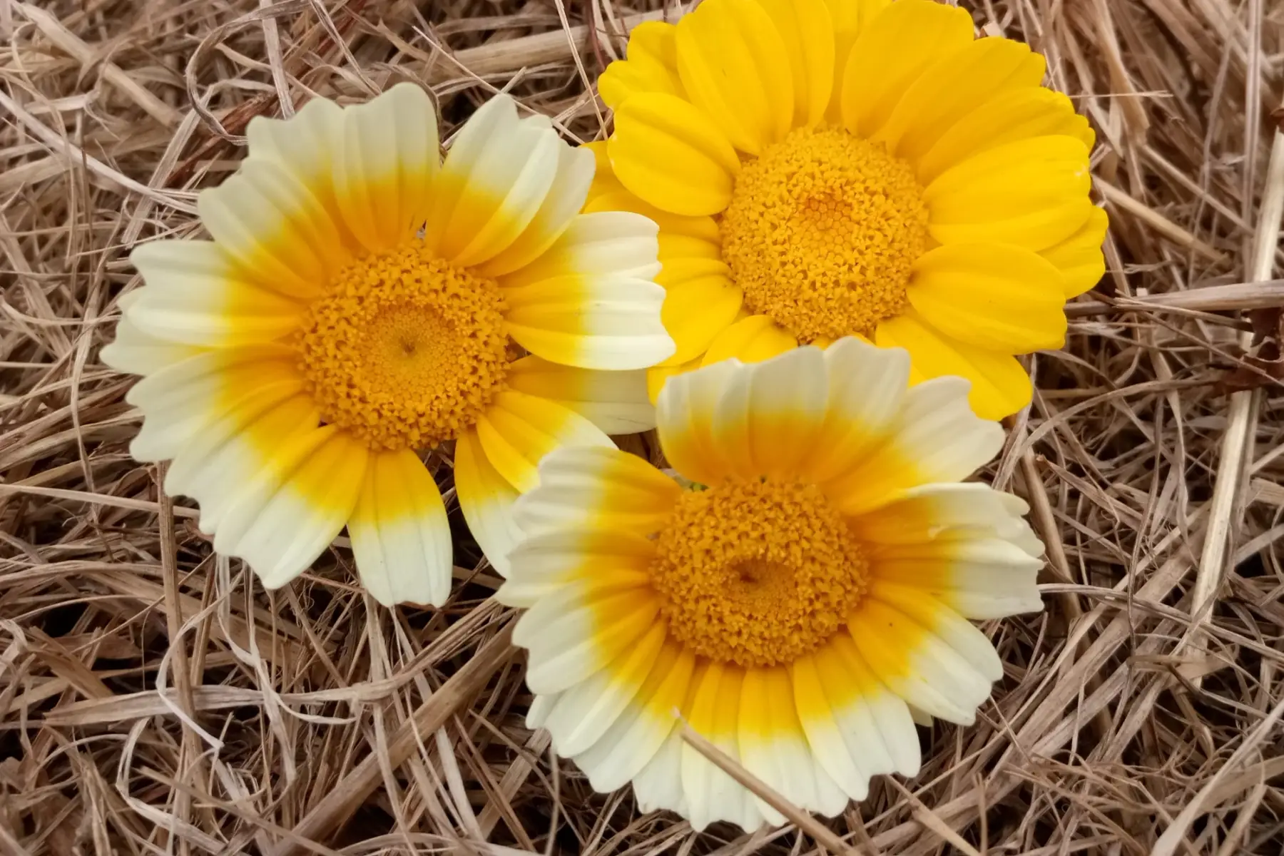 chrysanthème comestible (fleurs comestible)