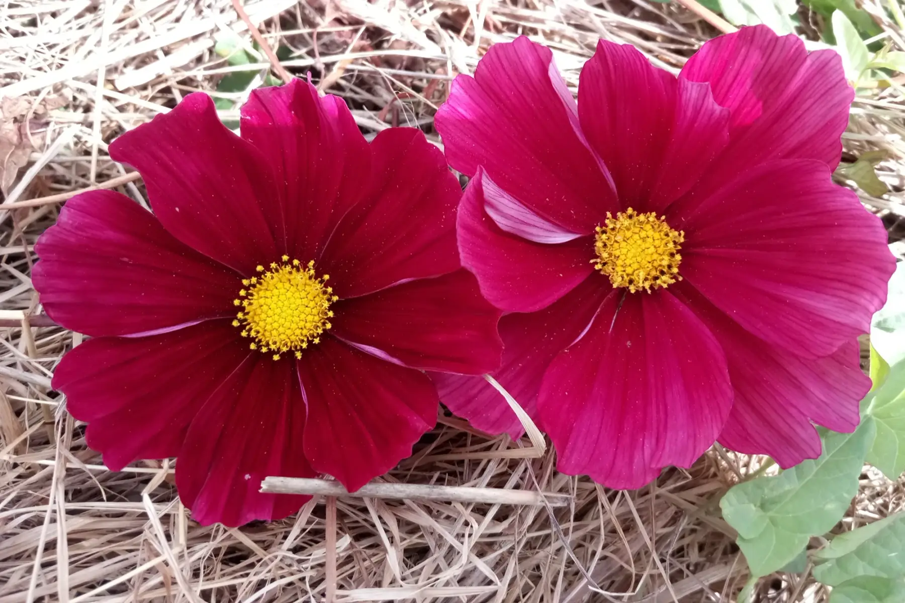 cosmos (fleurs comestible)