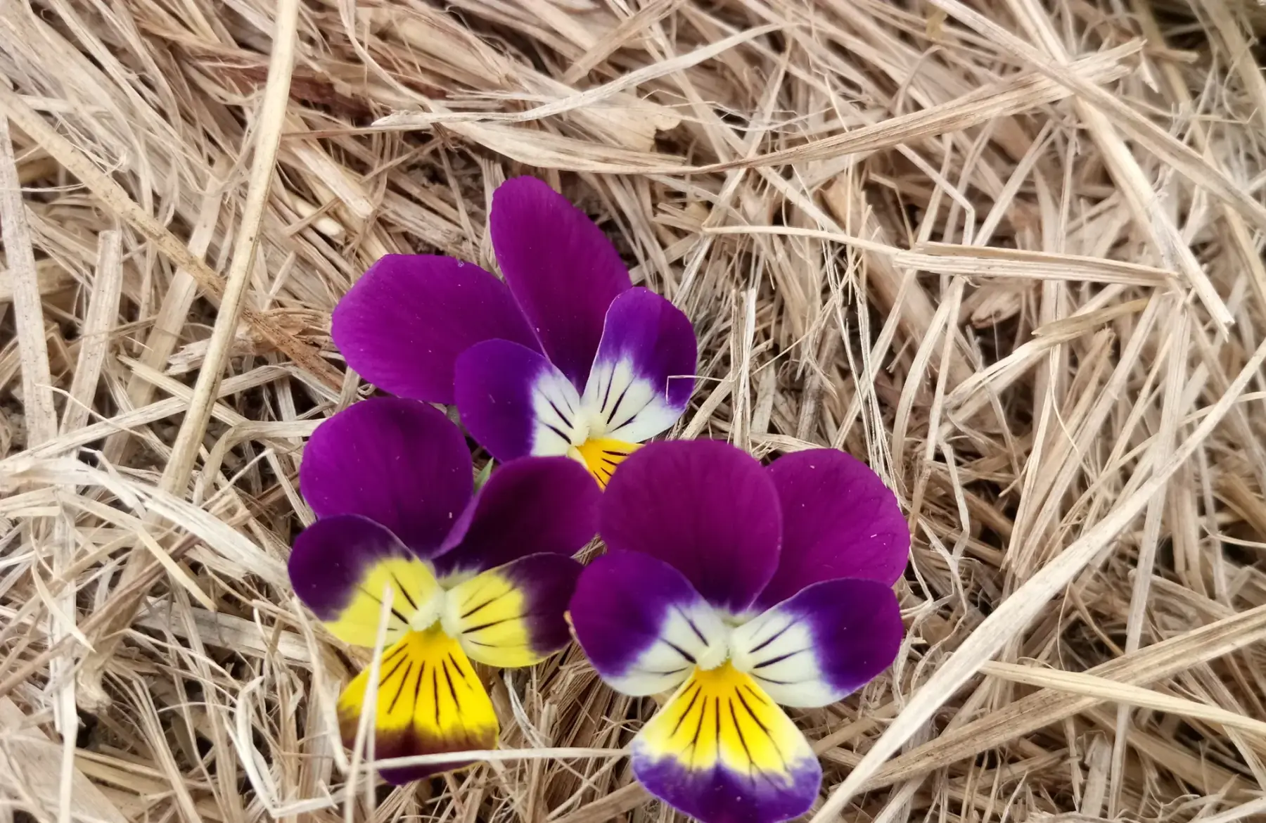 pensée (fleurs comestible)