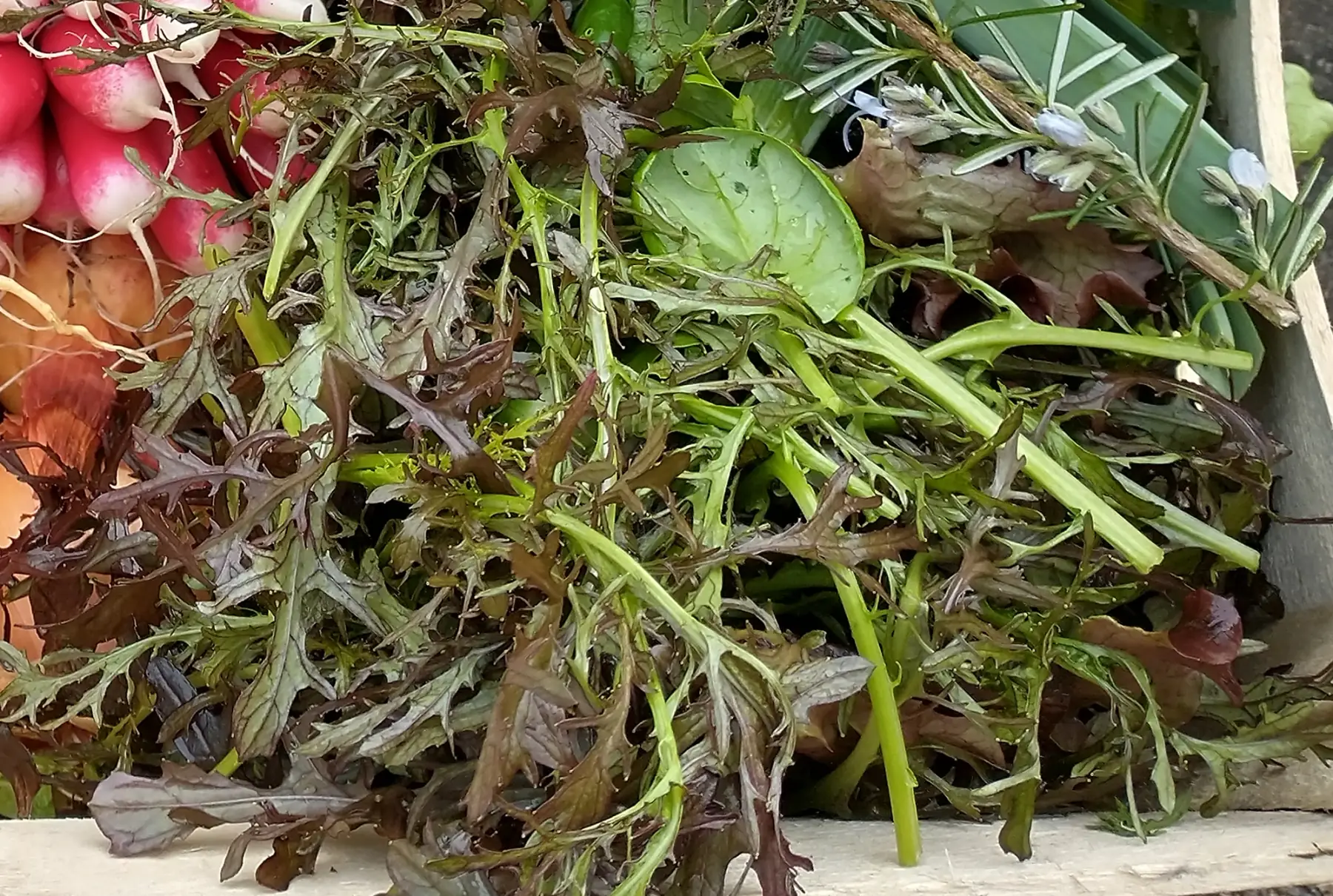 Mesclun