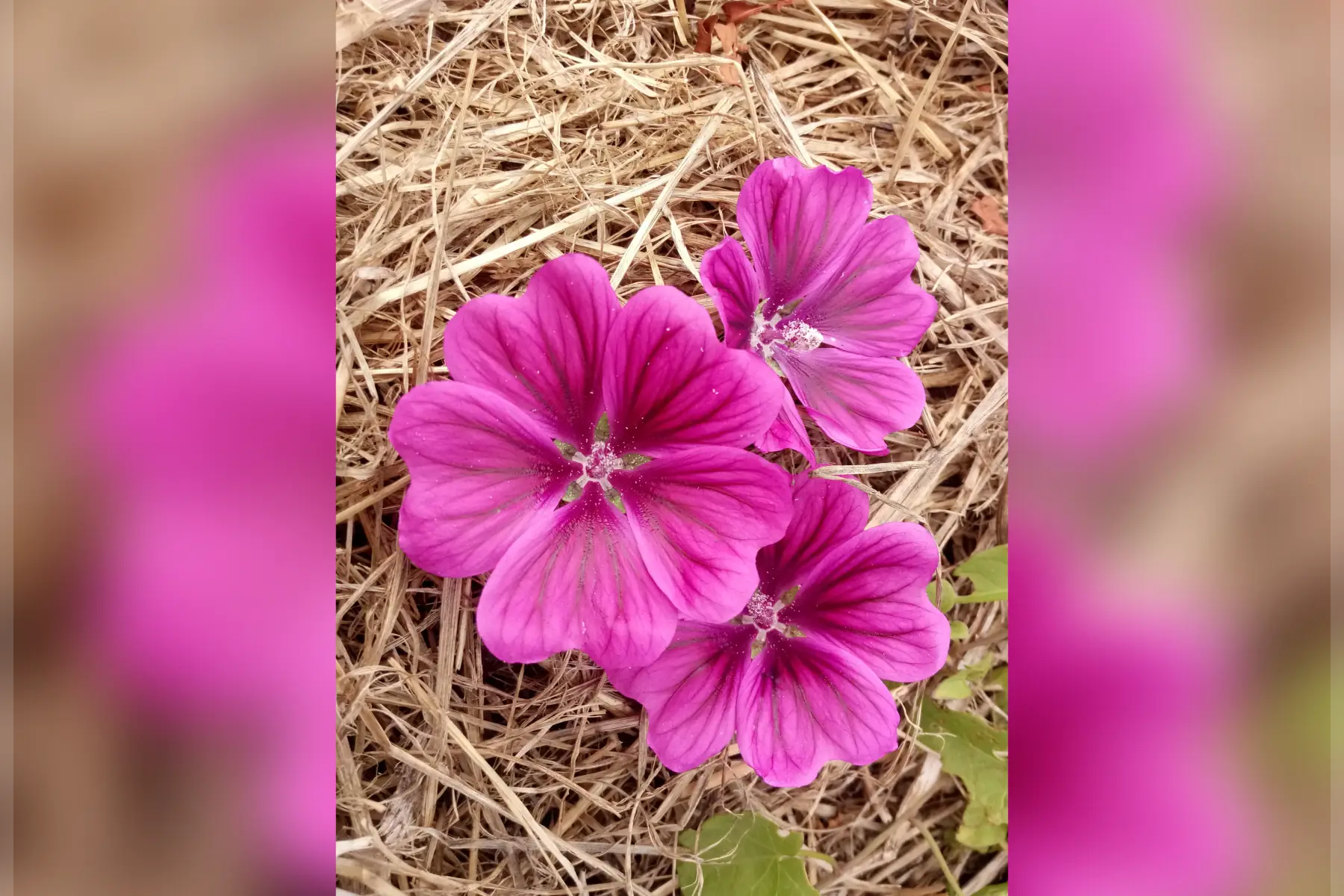 mauve de mauritanie (fleurs comestible)