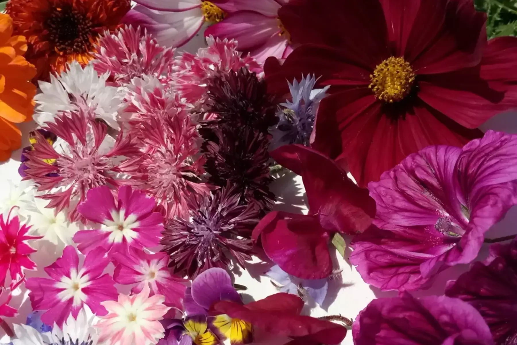 fleurs comestibles mix