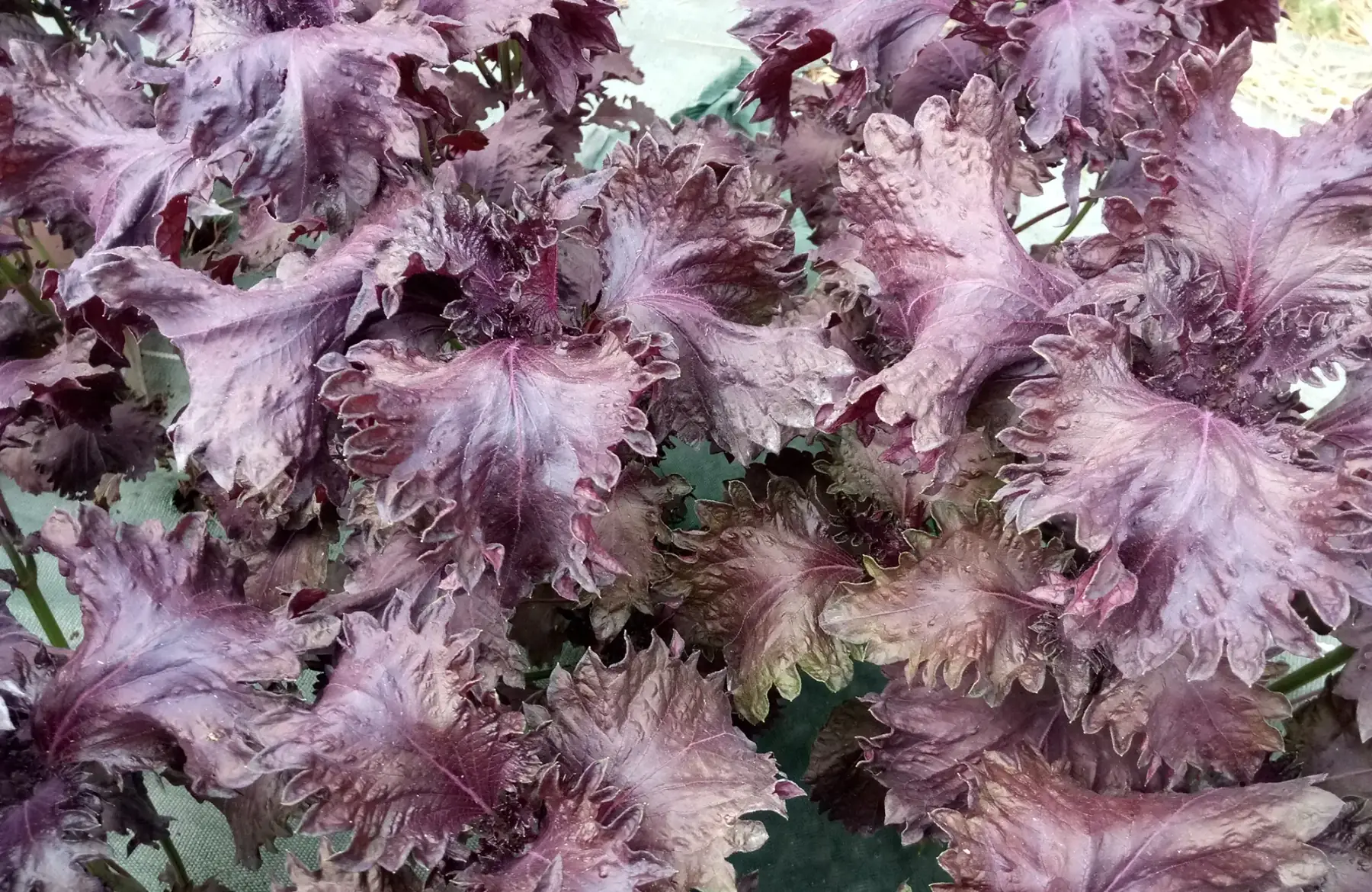 shiso