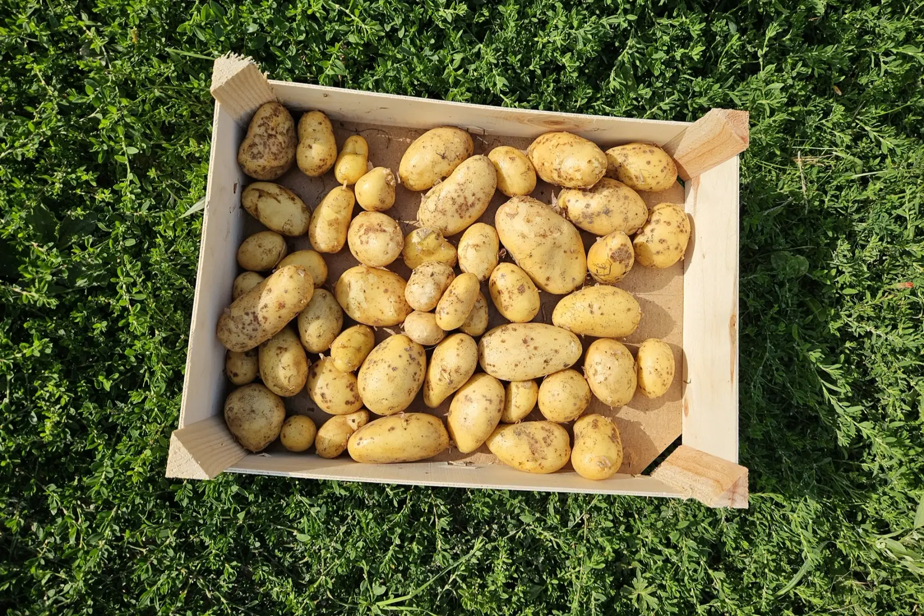 pomme de terre nouvelle