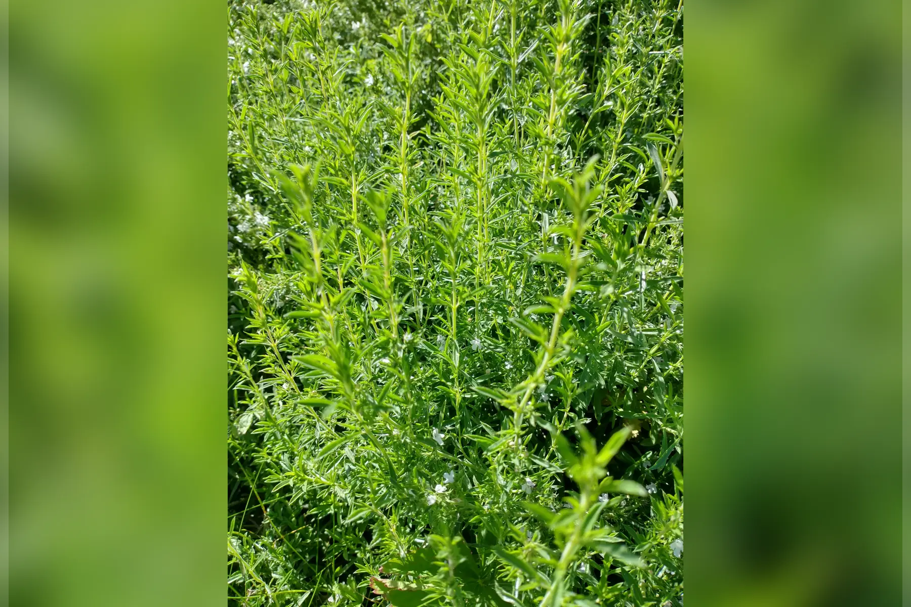 sarriette fraiche