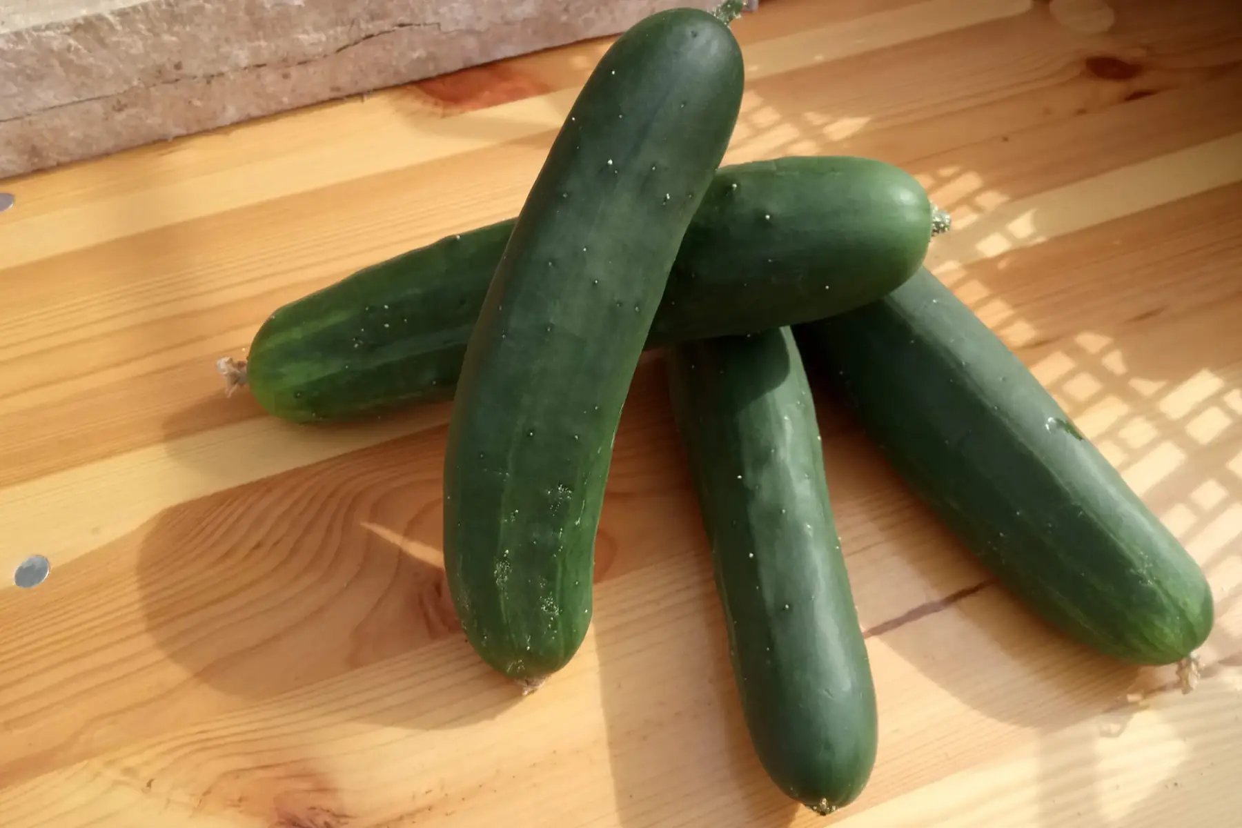 concombre épineux