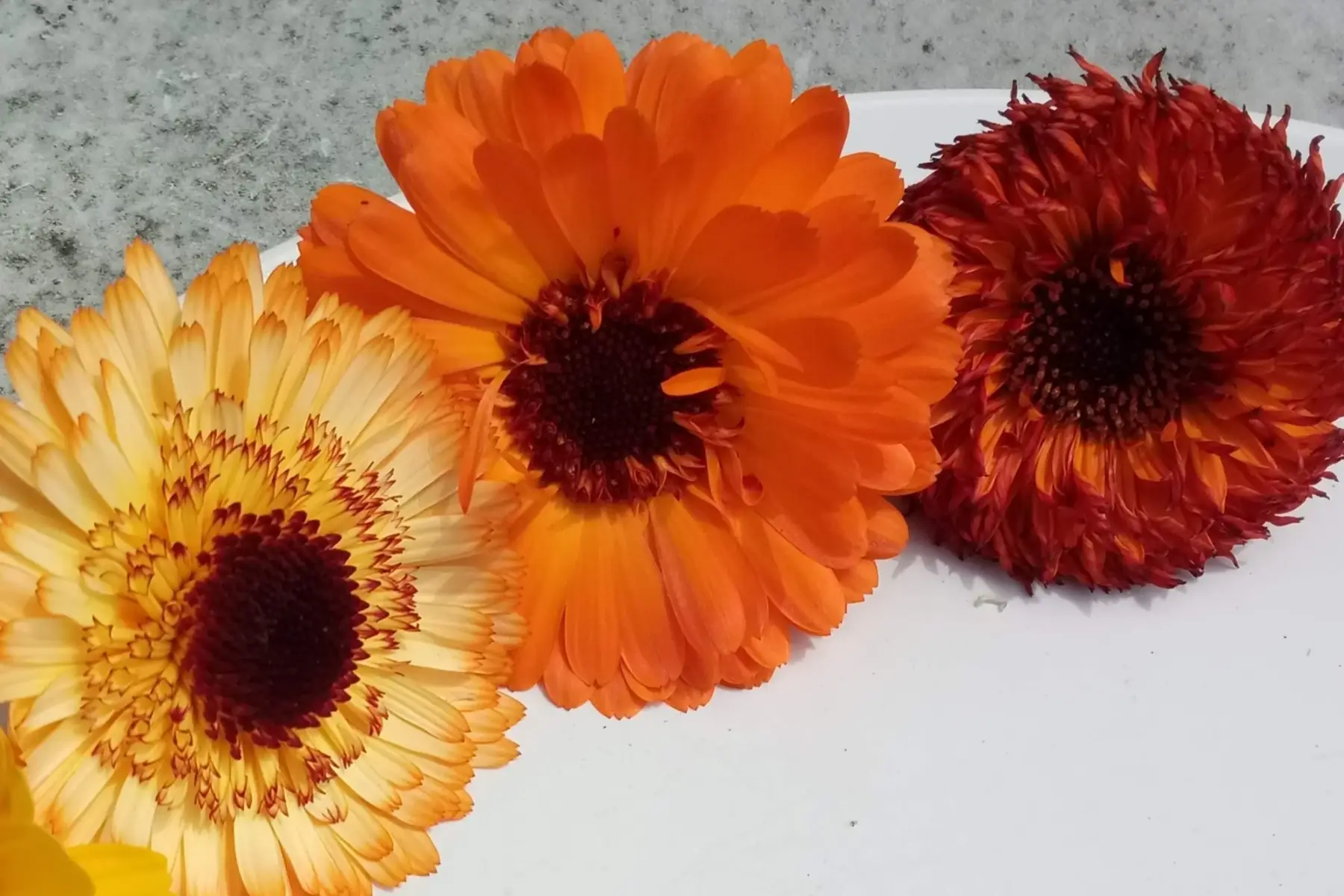 soucis (fleurs comestibles)