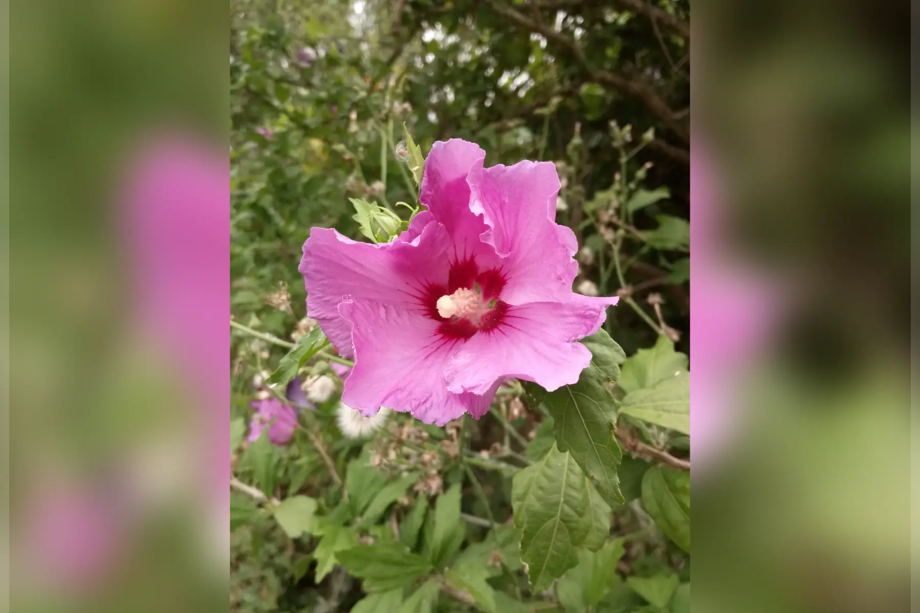 hibiscus syriacus