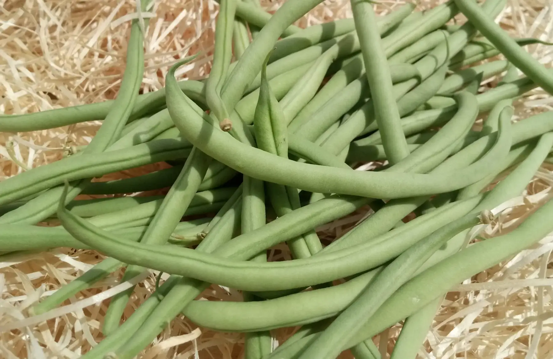 haricots verts-promo