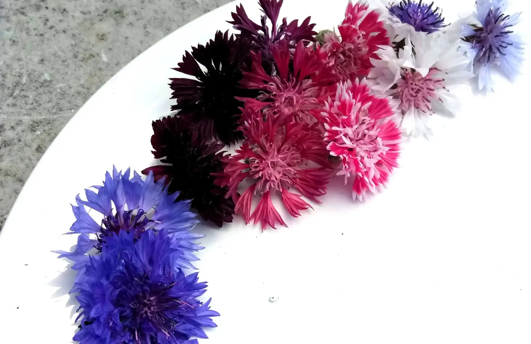 bleuet (fleurs comestible)