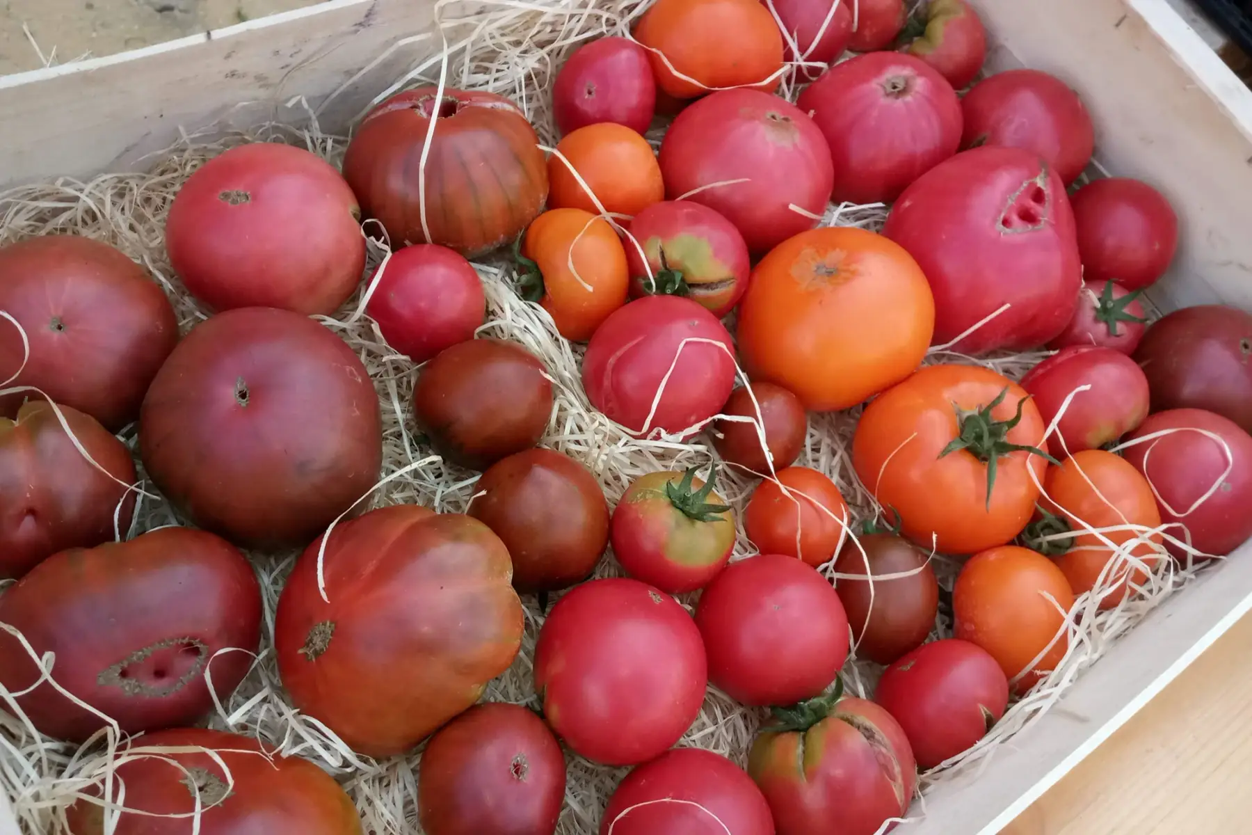 tomate PROMO - lot 5kg