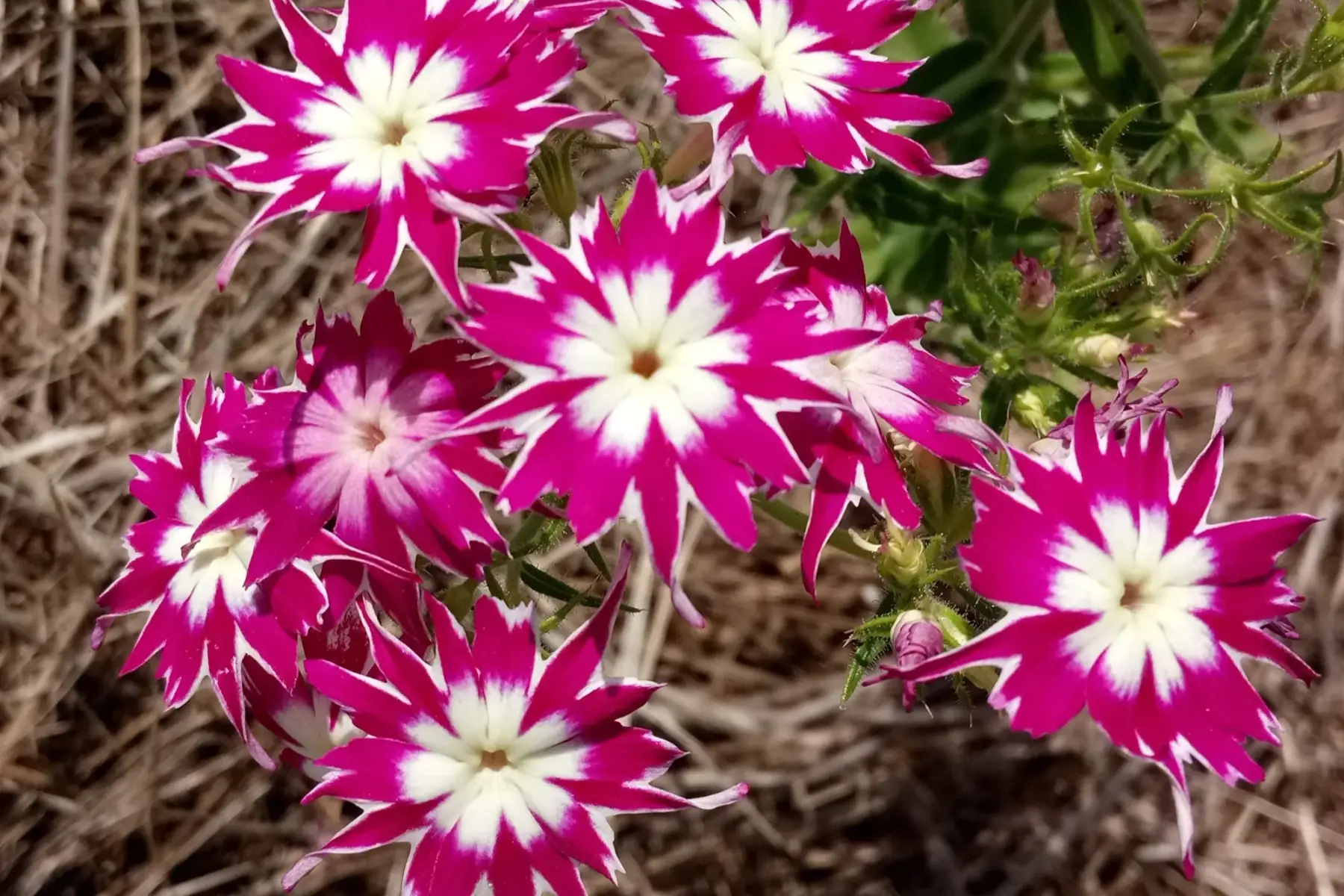 phlox (fleurs comestibles)