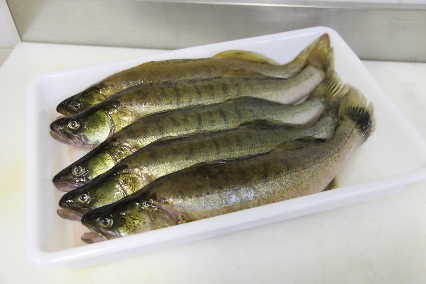 sandre entier non vidé