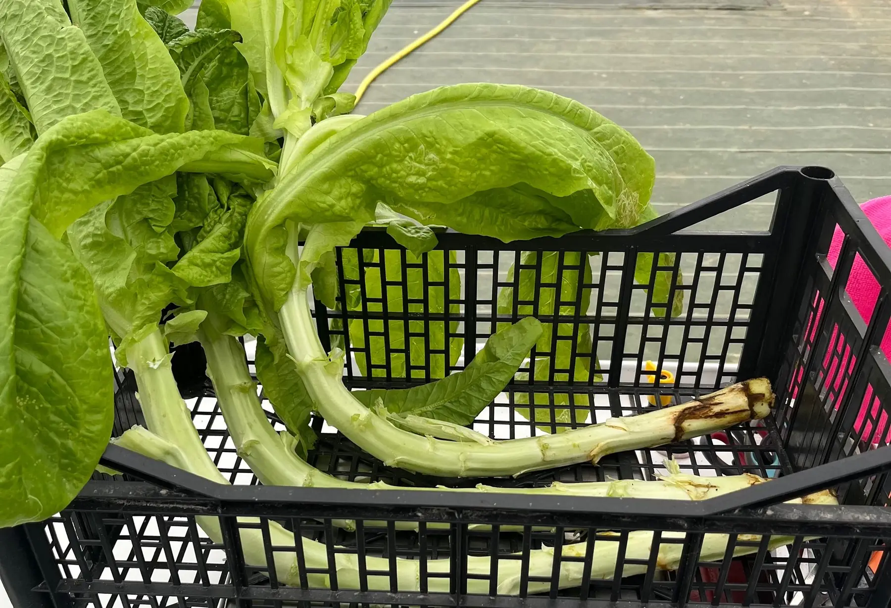 celtuce - laitue asperge