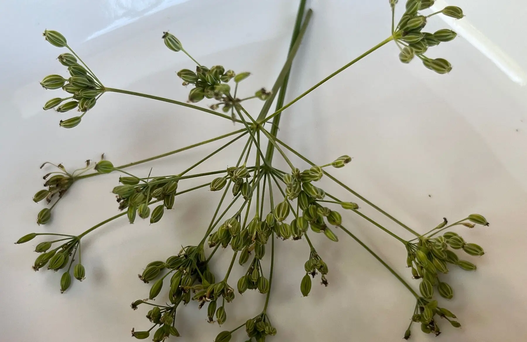 graines vertes de carvi