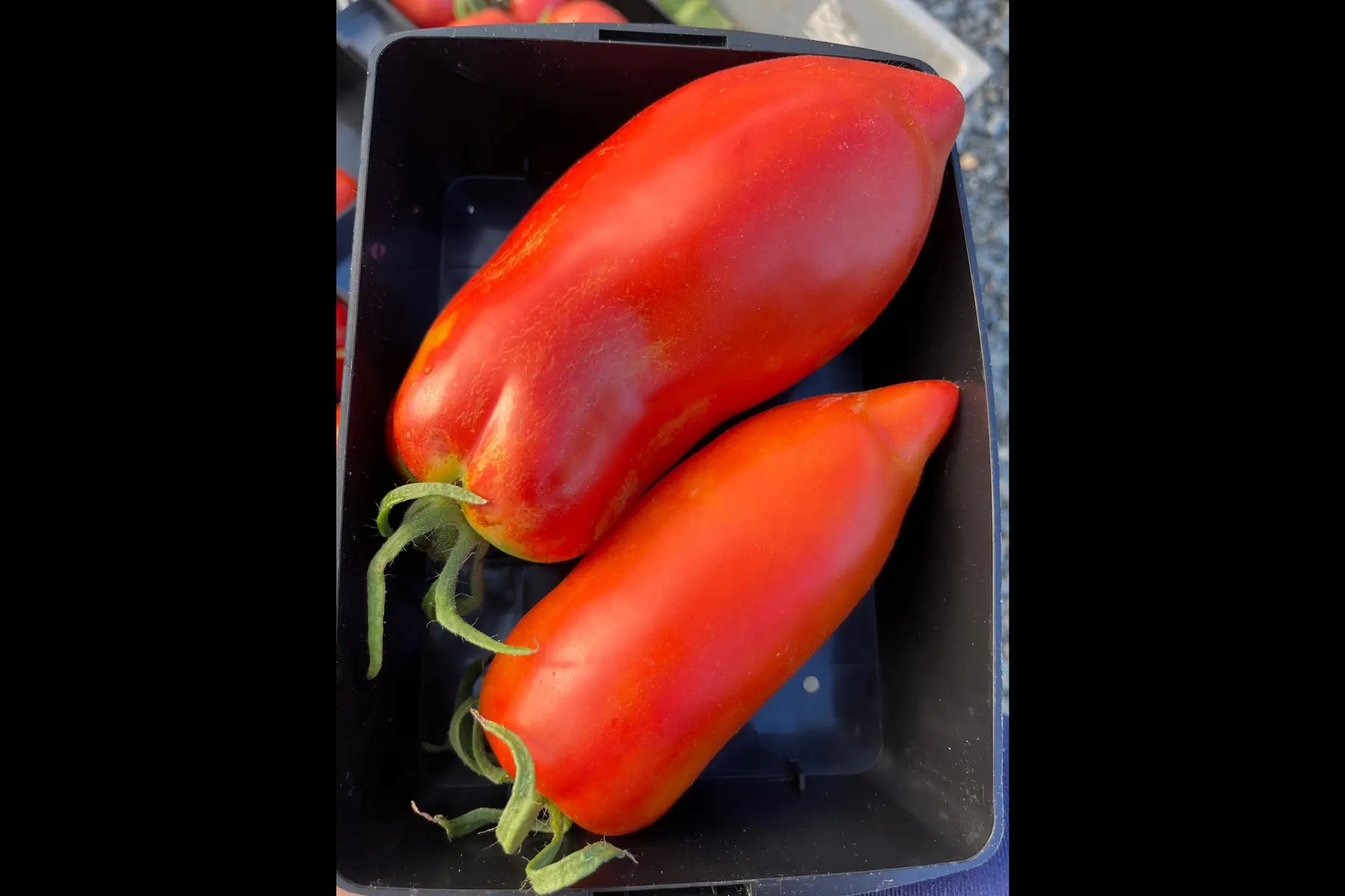 tomate variété ancienne andine
