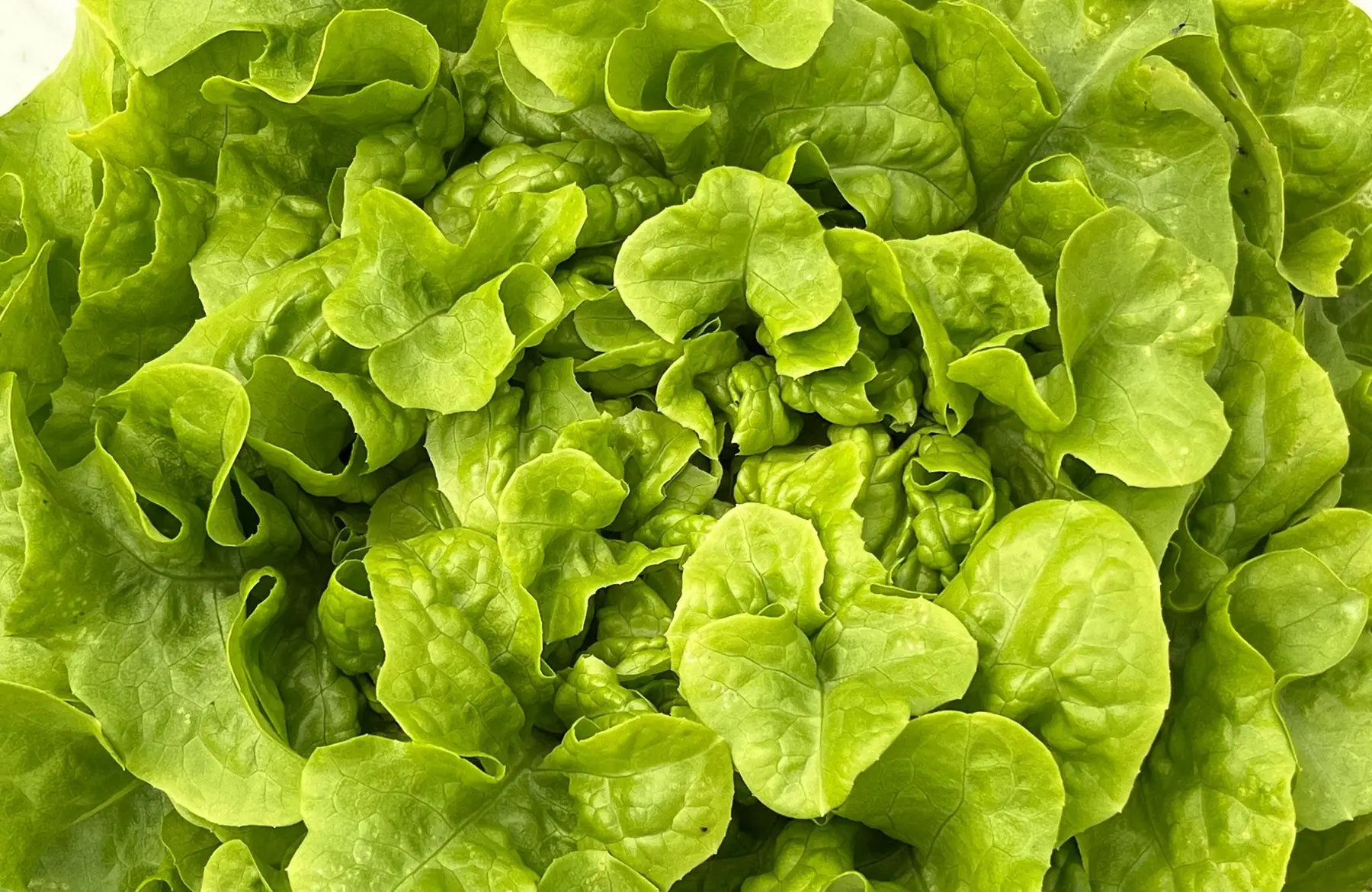 salade - feuille de chêne verte