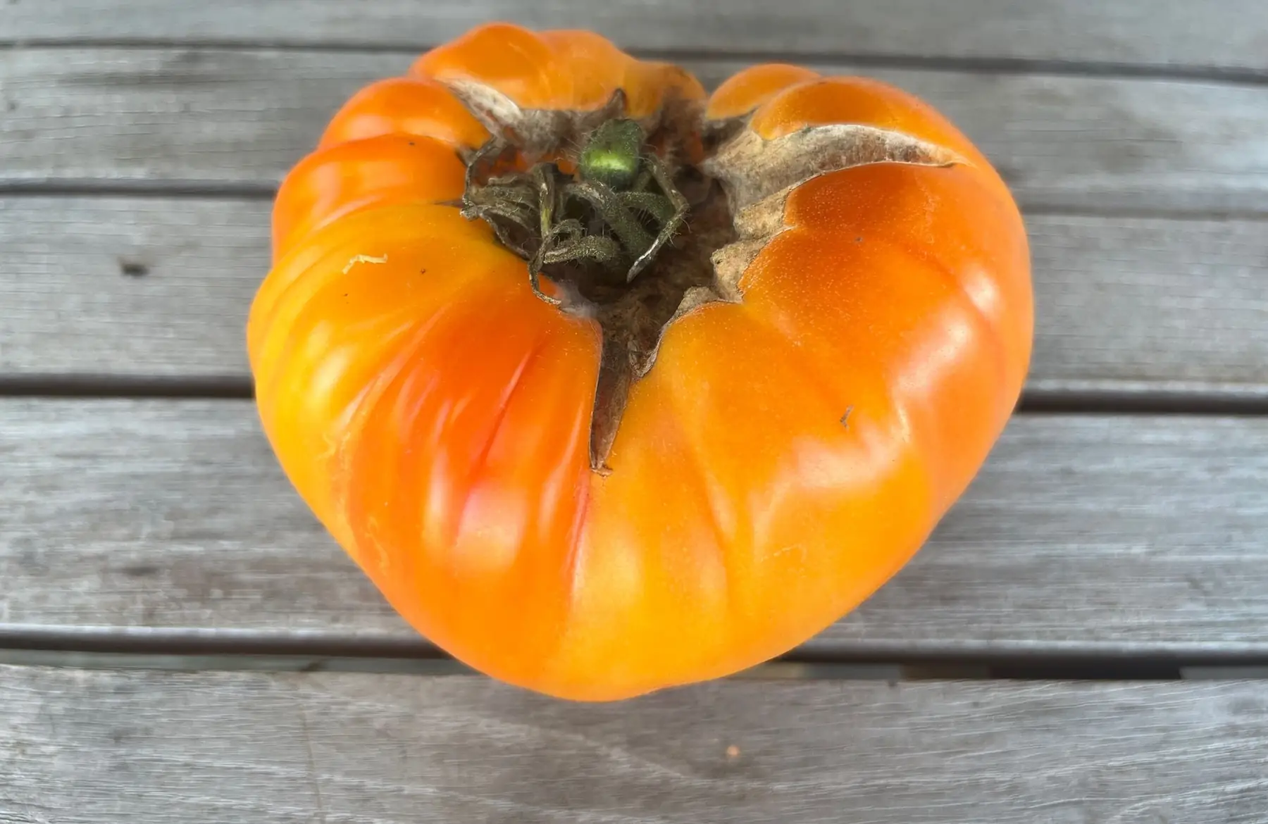 tomate variété ancienne - ananas