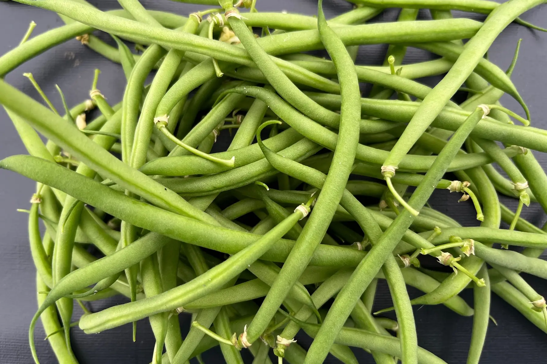 Haricots verts fins