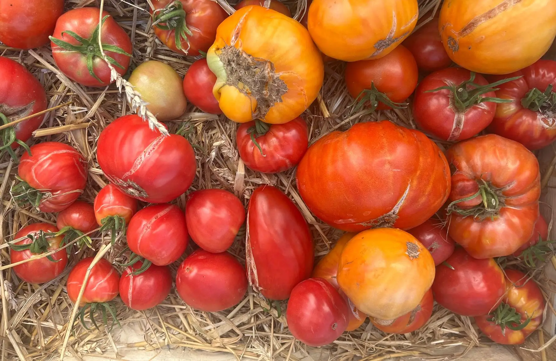 tomates variétés anciennes - déclassées pour coulis