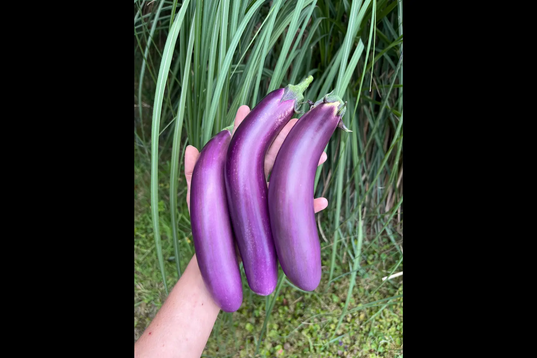 aubergine - la dame rose