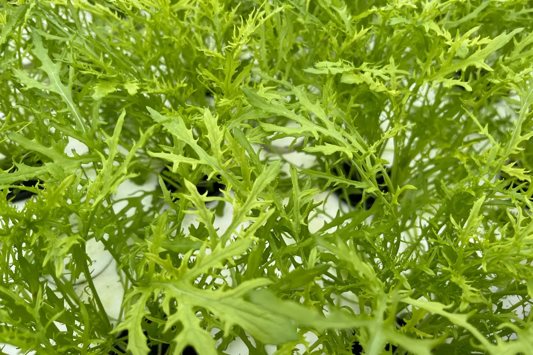 jeunes pousses - mizuna dorée