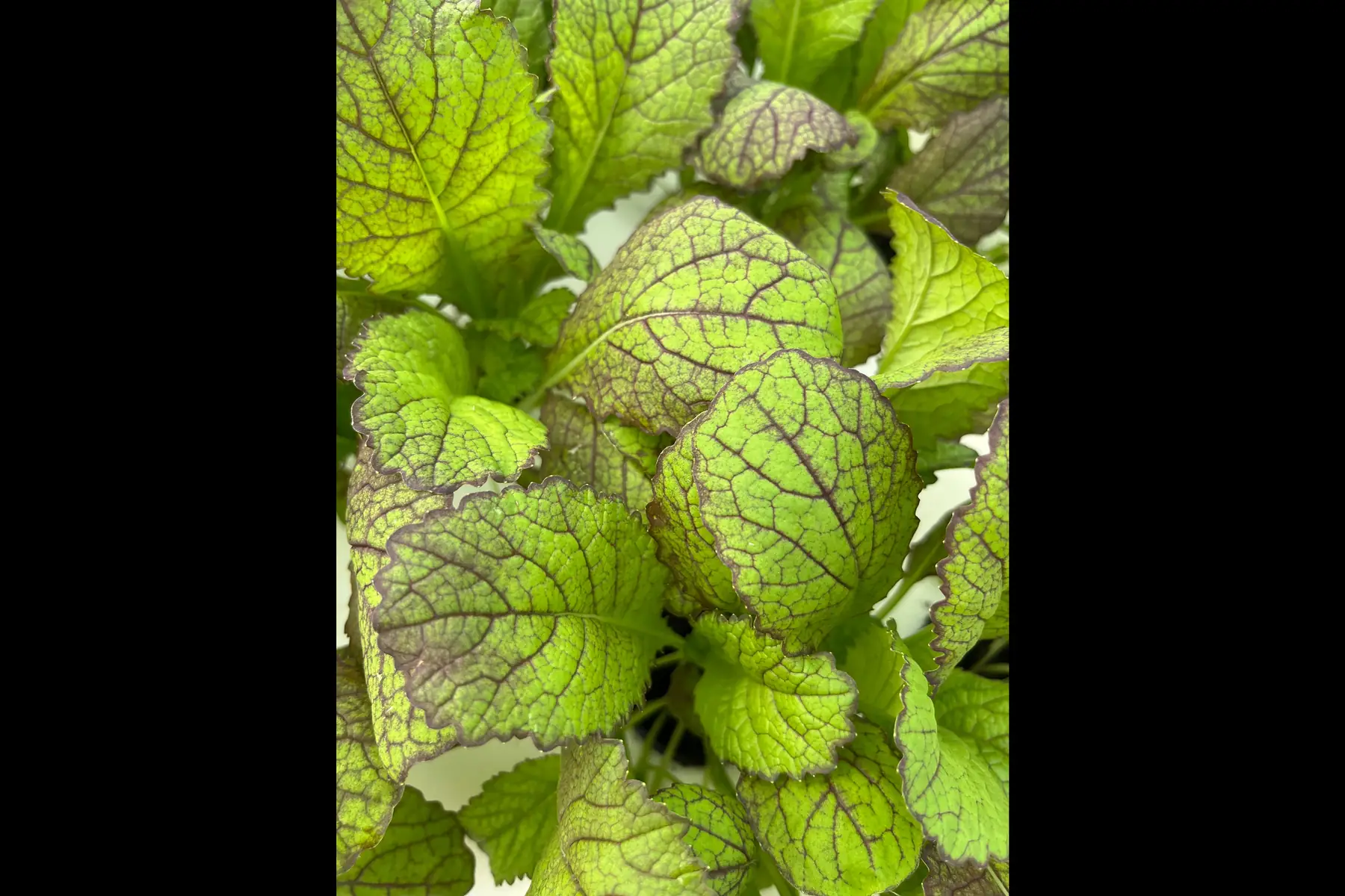 jeunes pouces - moutarde amora