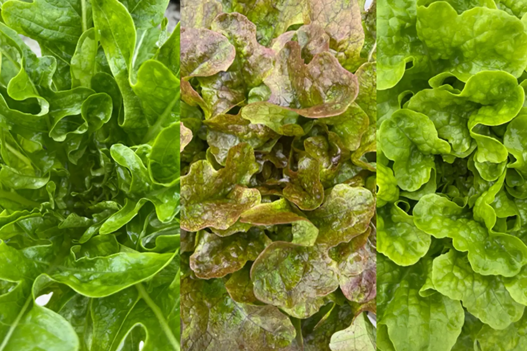 mesclun de laitue
