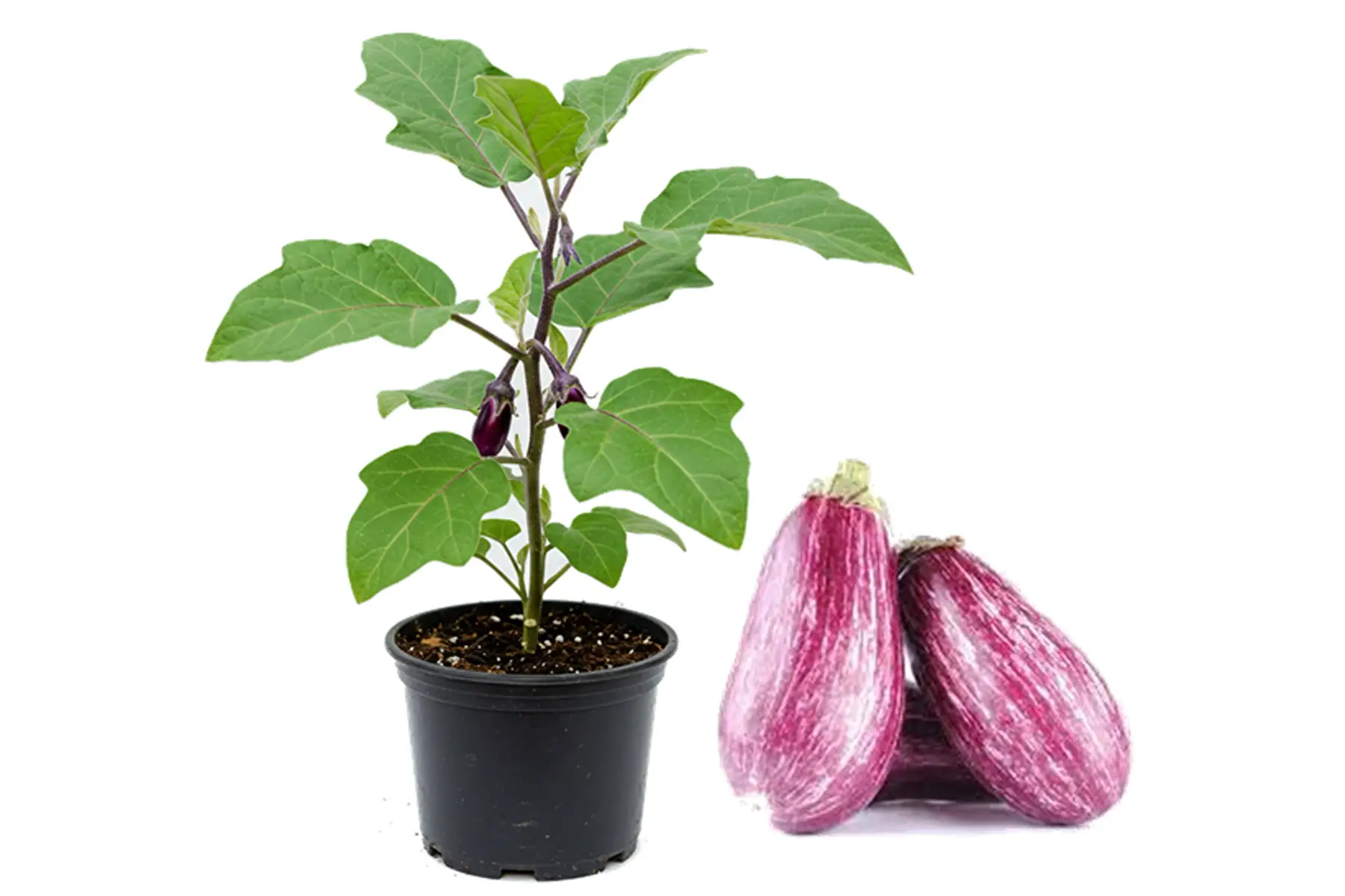 Plant d'Aubergine