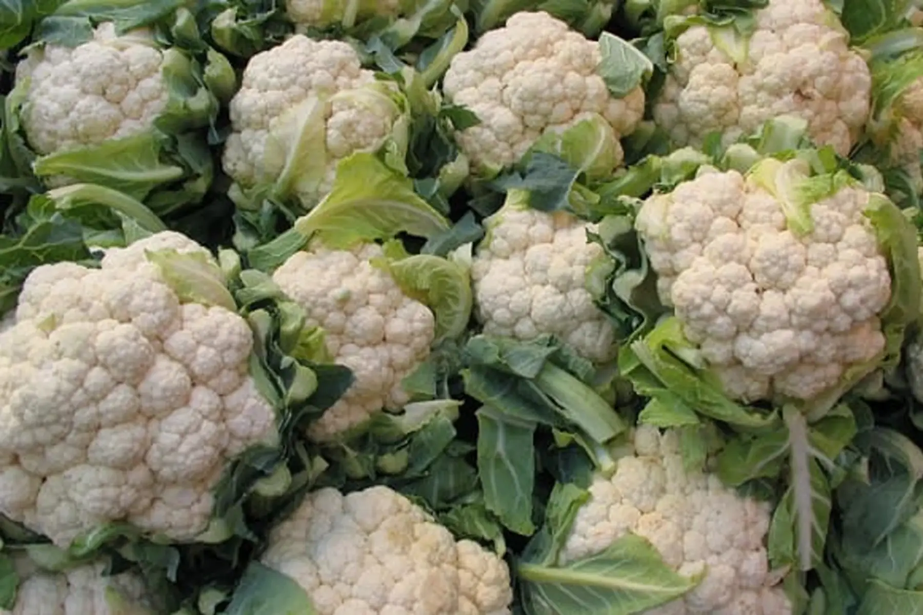 chou fleur