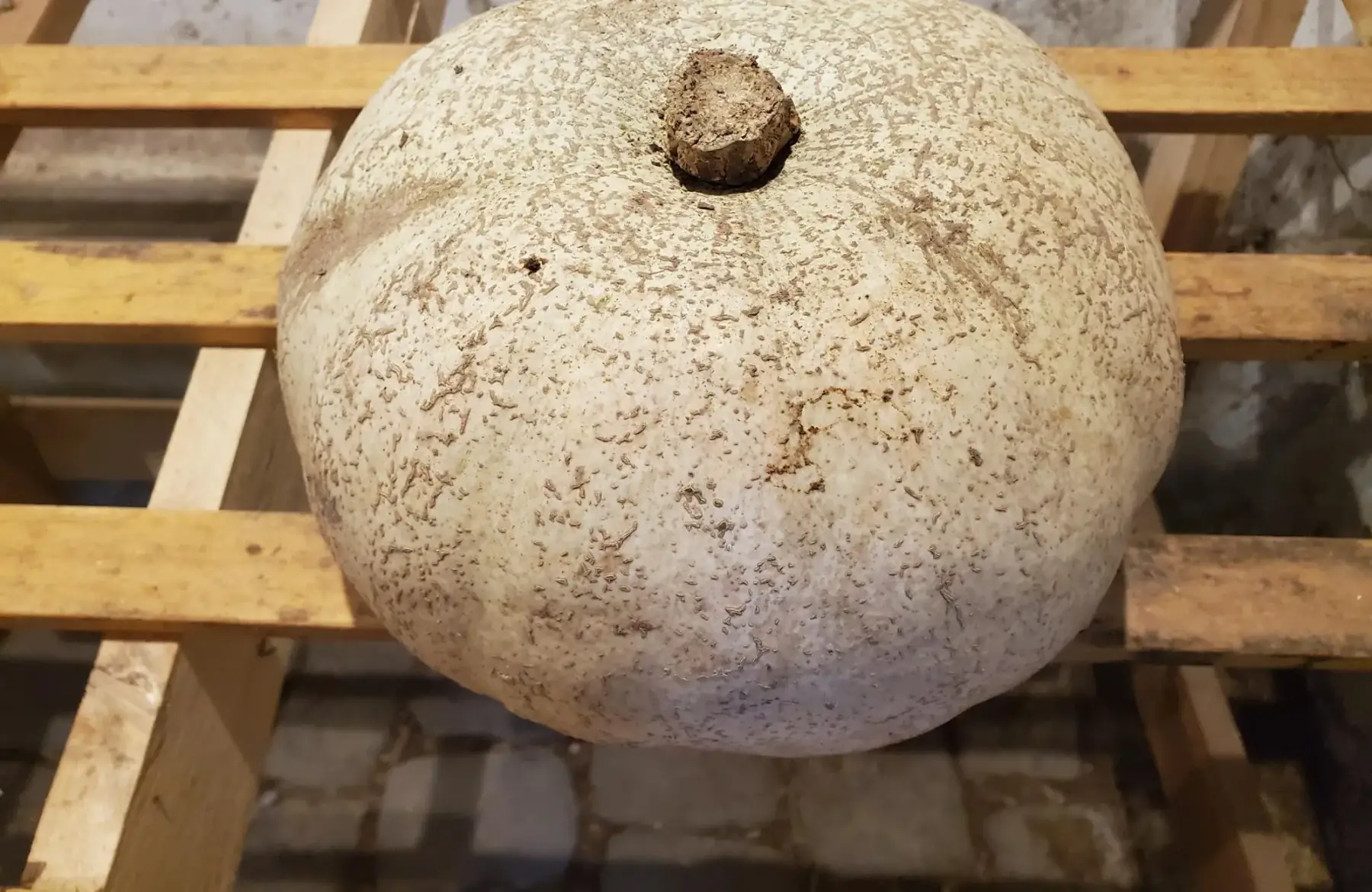 courge grise des marais (entre 3 et 4kg)