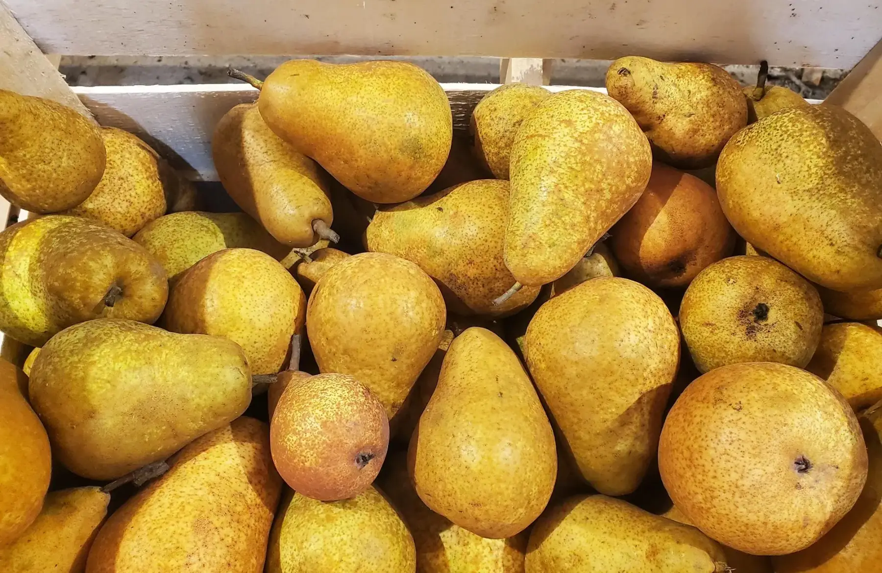 Poire Harrow sweet