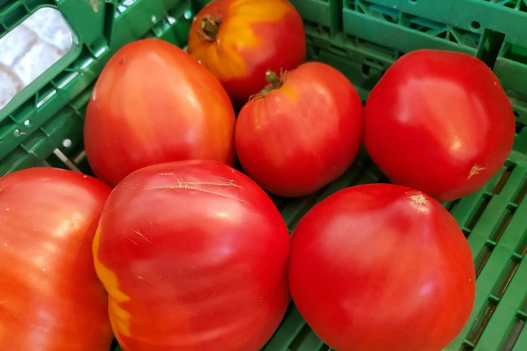 Tomates variétés anciennes