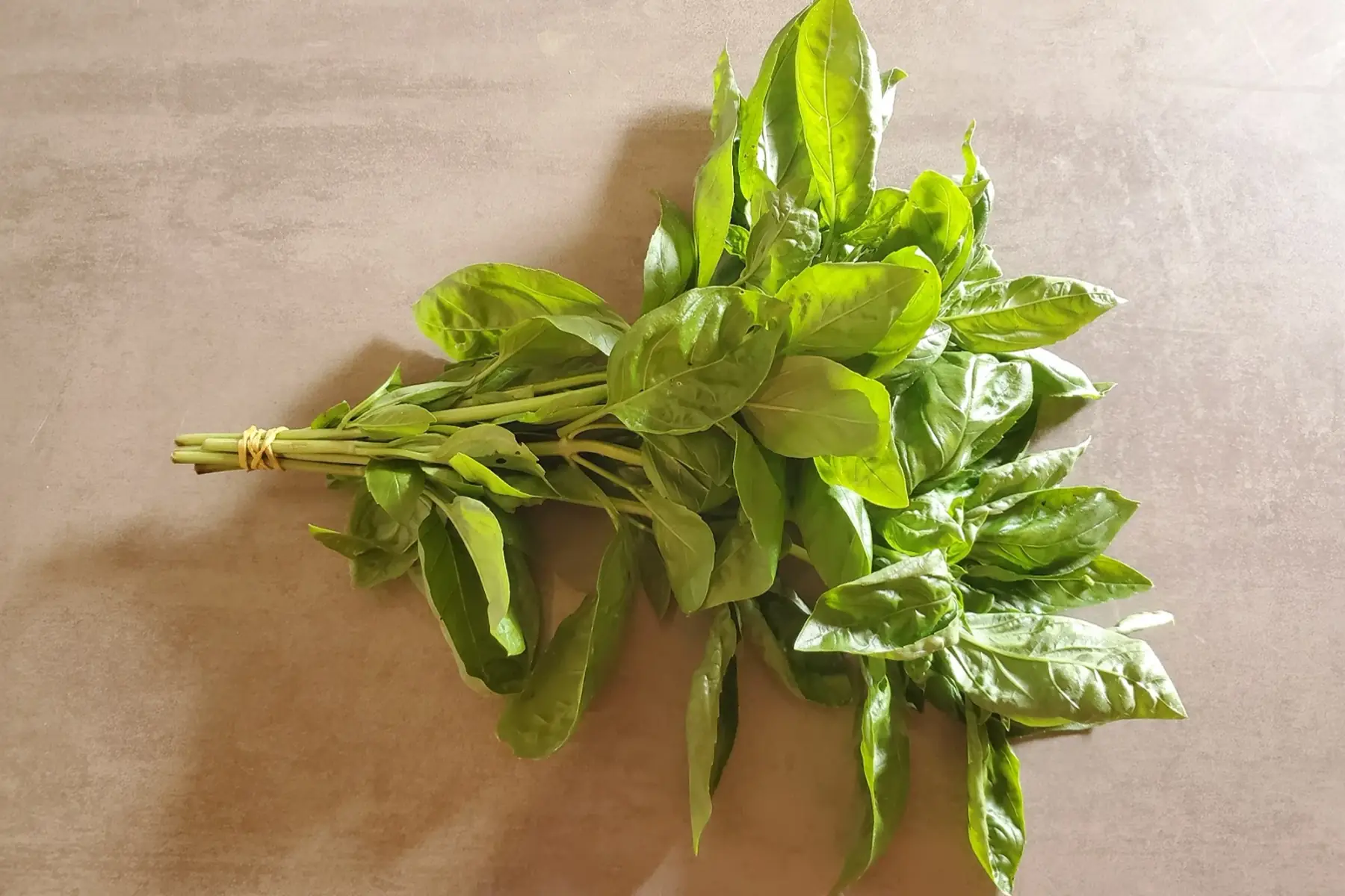 basilic