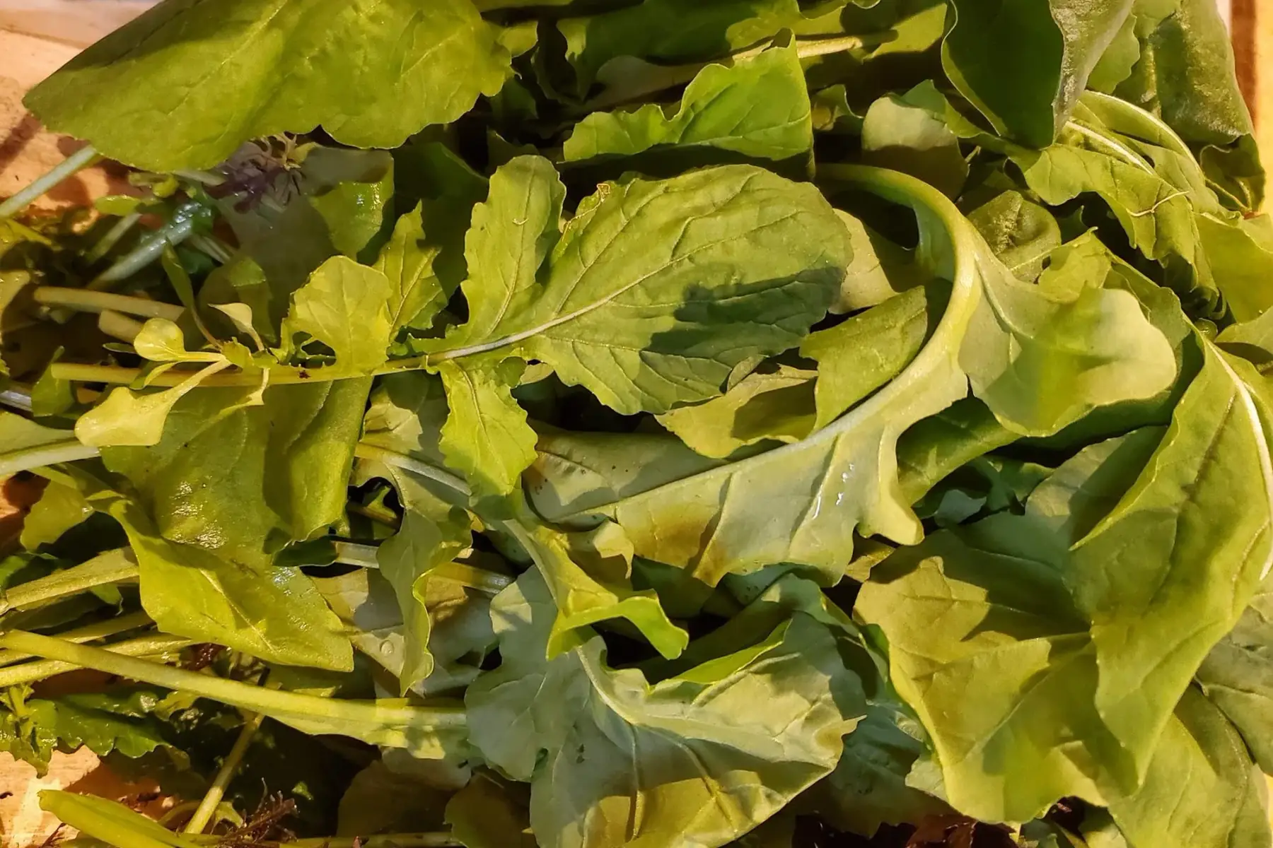 jeune pousse roquette