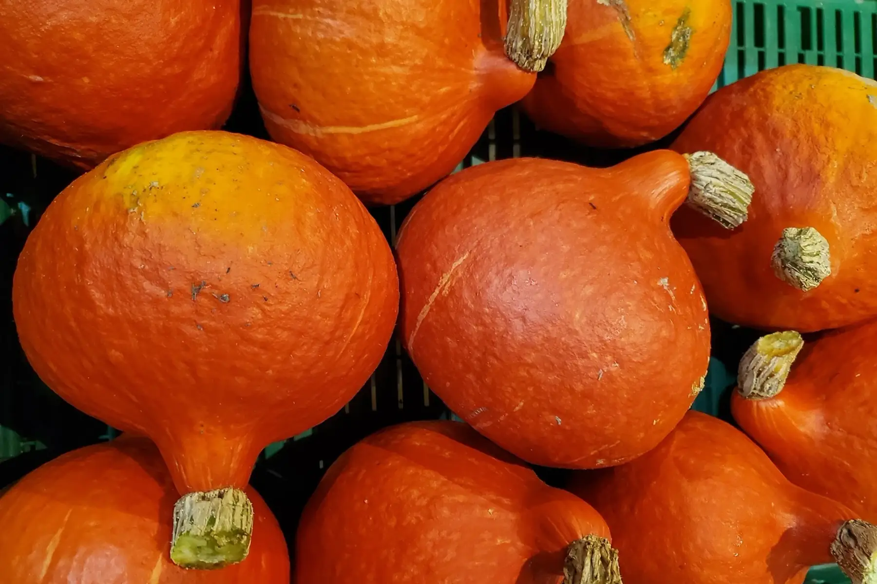 Courge potimarron gros
