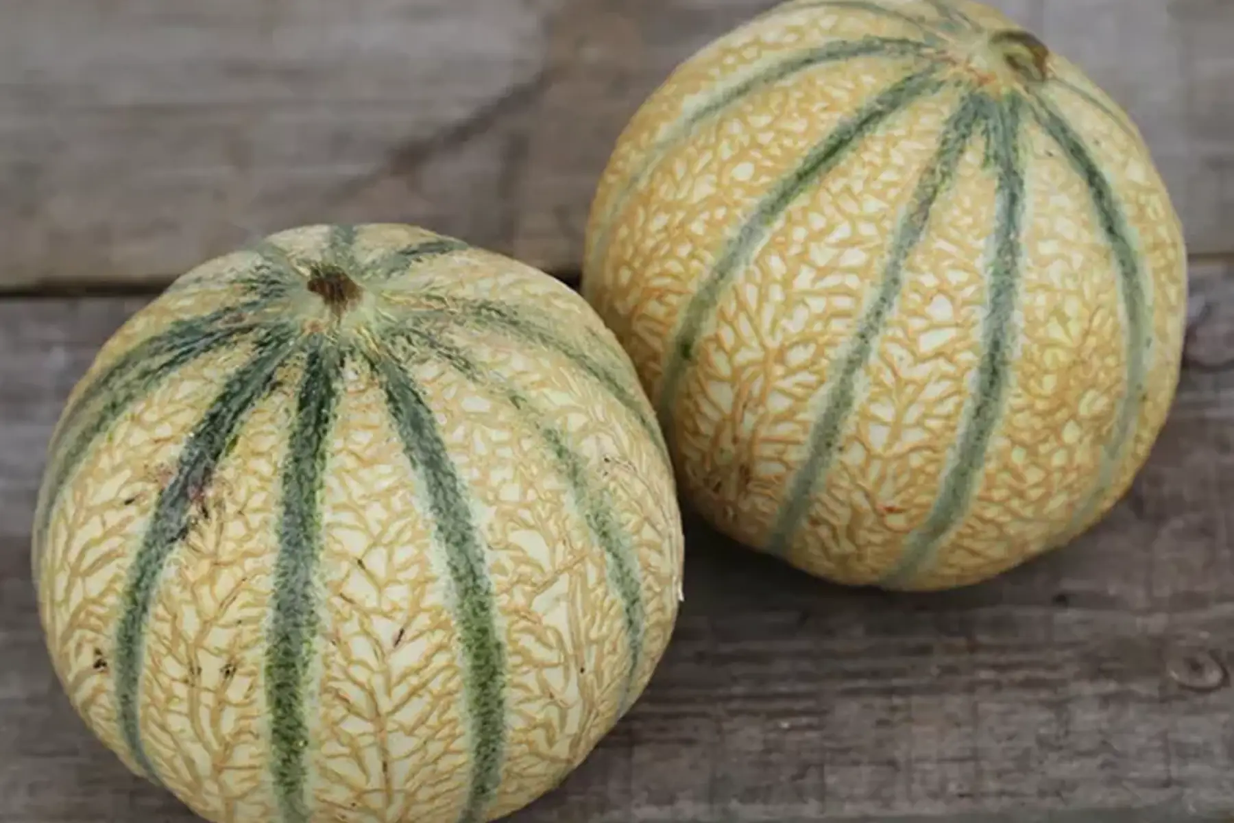 Melon calibre gros