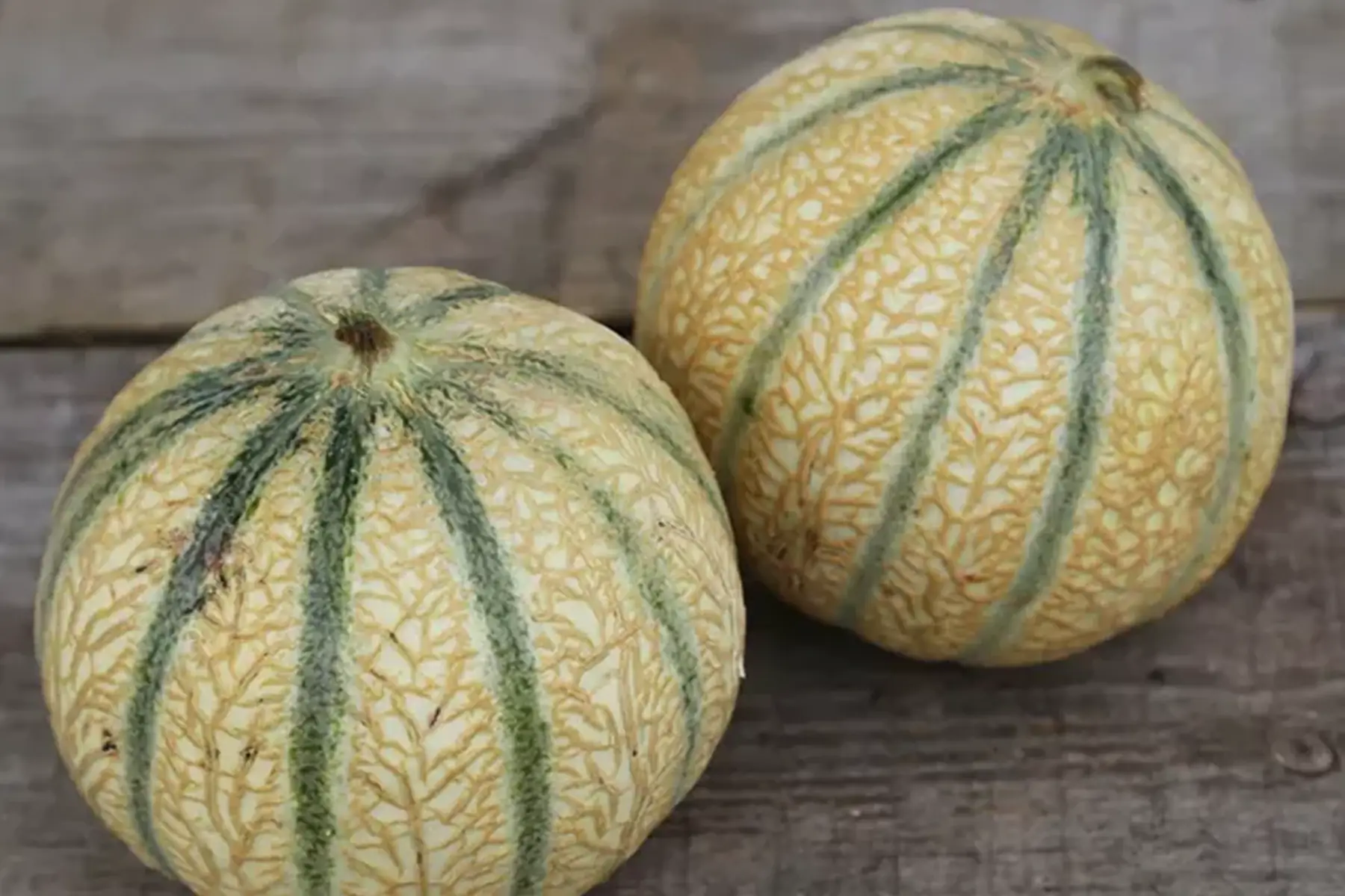melon calibre moyen