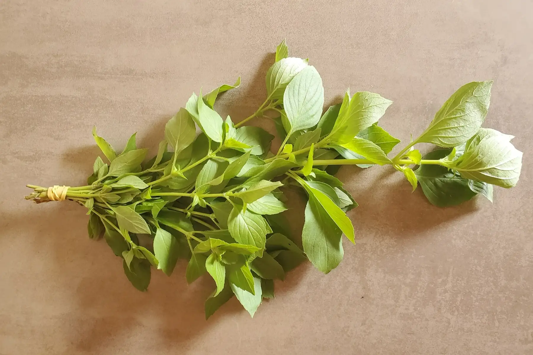 basilic citron