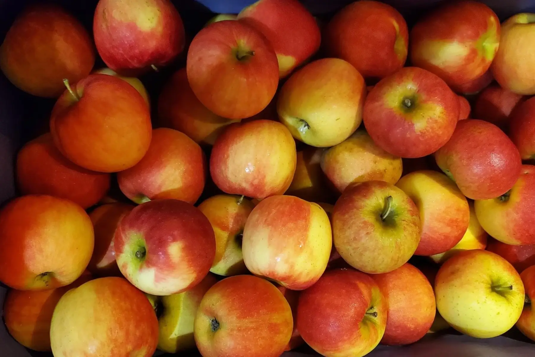 pomme pirouette